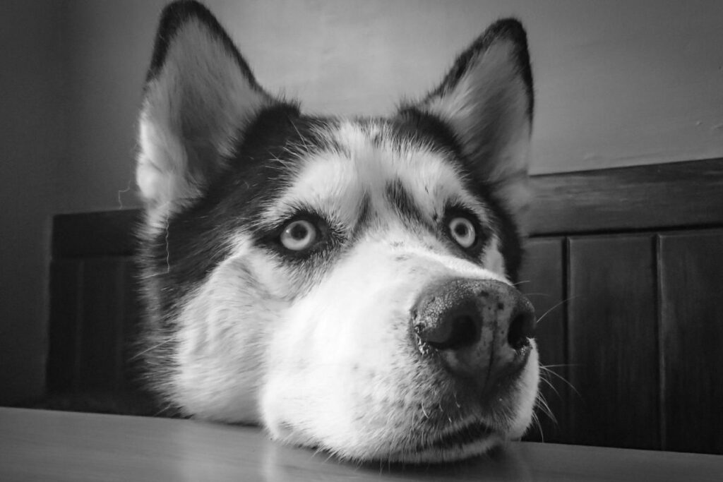 imagen del perro spike en quito